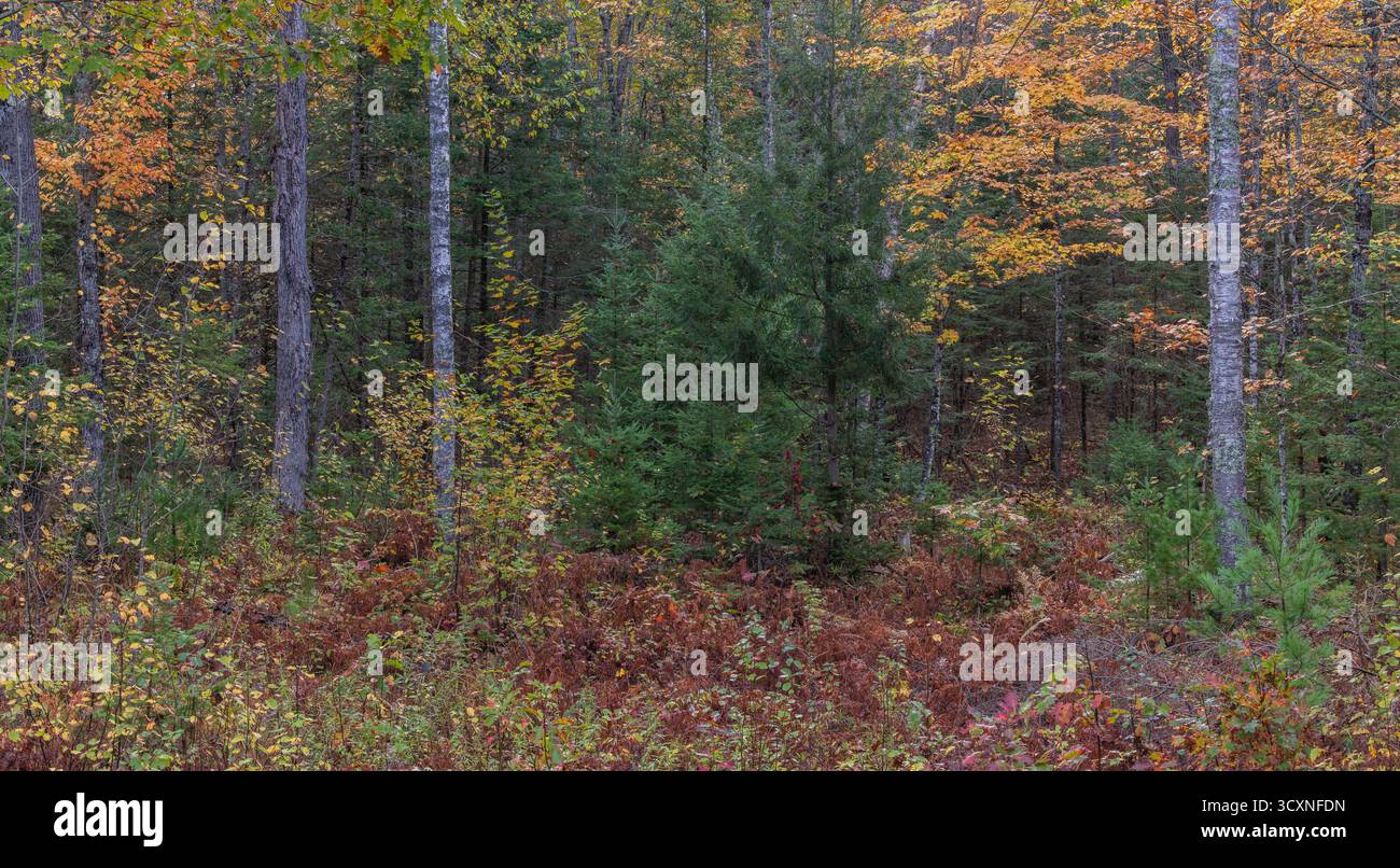 Der Chequamegon-Nicolet National Forest an einem Oktobermorgen im Norden von Wisconsin. Stockfoto