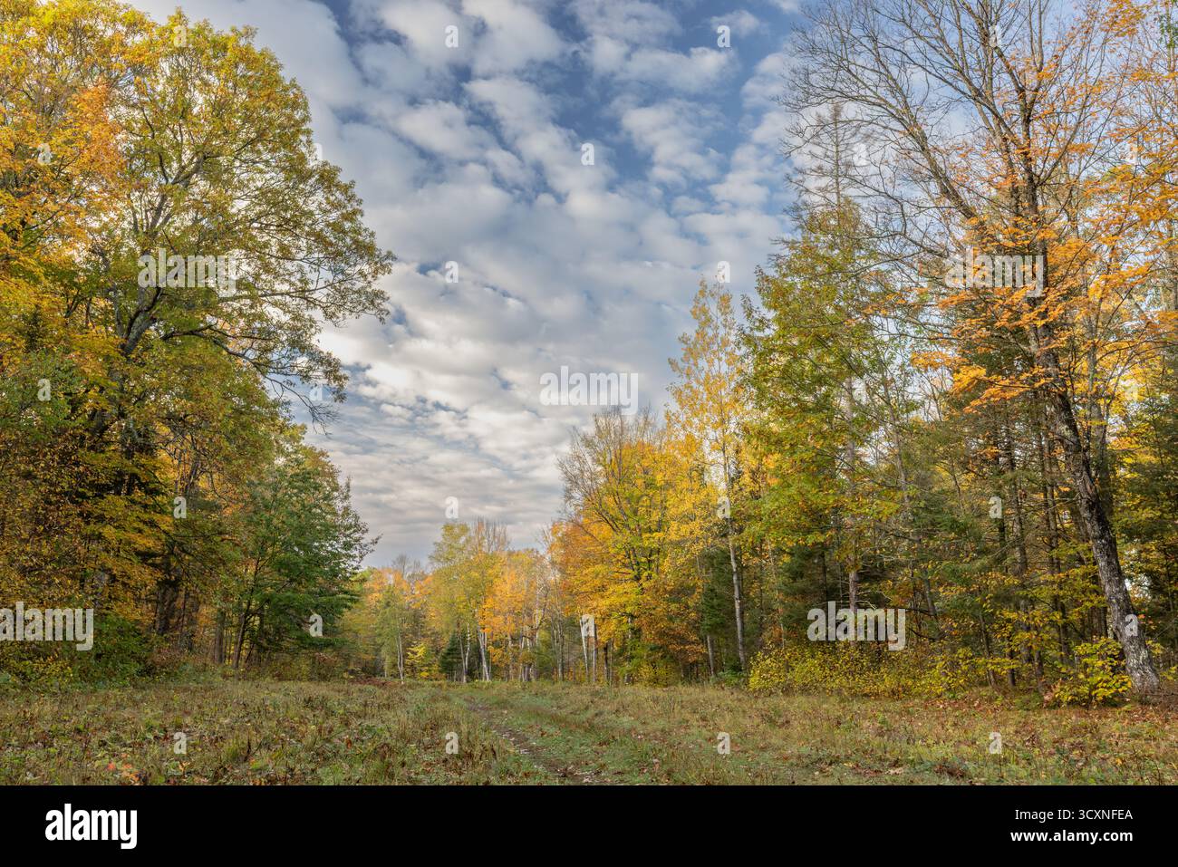 Der Chequamegon-Nicolet National Forest an einem Oktobermorgen im Norden von Wisconsin. Stockfoto