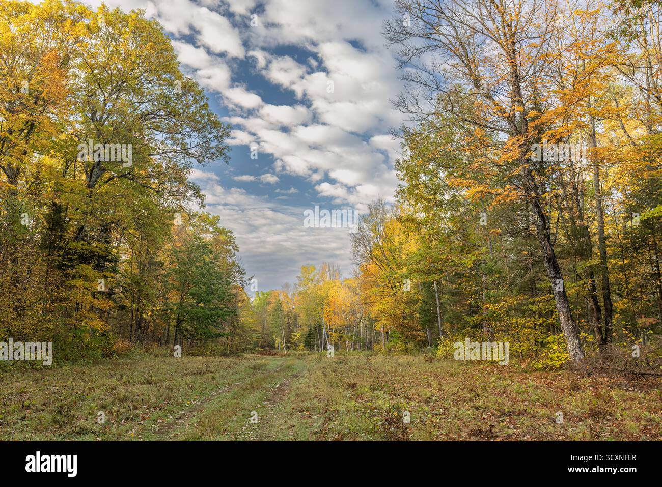 Der Chequamegon-Nicolet National Forest an einem Oktobermorgen im Norden von Wisconsin. Stockfoto