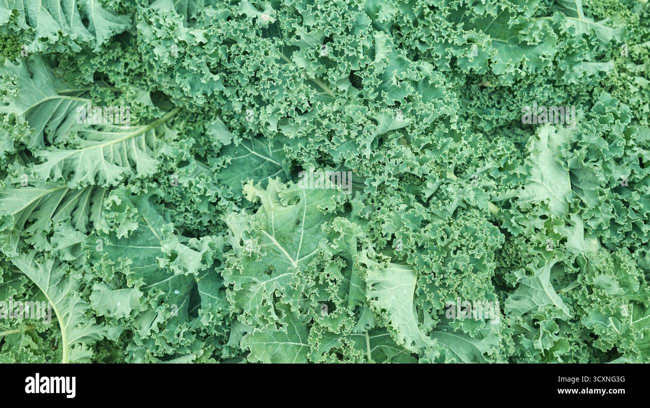 Nahaufnahme von frisch geschnittenem und gewaschenem Bio-Grünkohl, selektiver Fokus, natürliche Tapete. Stockfoto