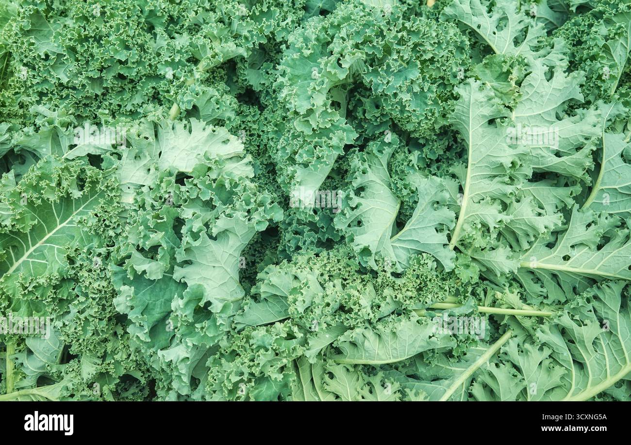 Nahaufnahme von frisch geschnittenem und gewaschenem Bio-Grünkohl, selektiver Fokus, natürliche Tapete. Stockfoto