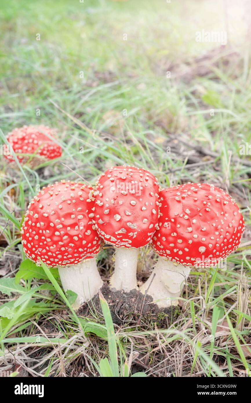 Fliegen Sie Agarpilze, selektiver Fokus. Stockfoto
