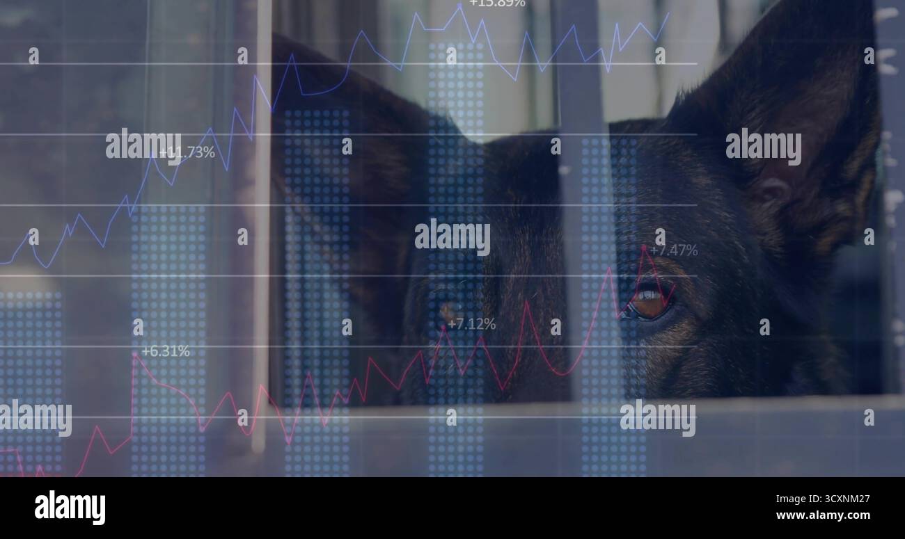 Dunkel beschichteter Hund, der durch Metallstangen im Zwinger schaut, mit finanziellen Überlagerungen Stockfoto