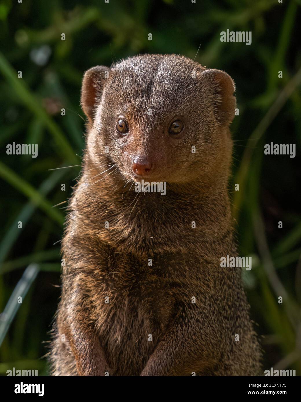 Zwerg-Mongoose Stockfoto