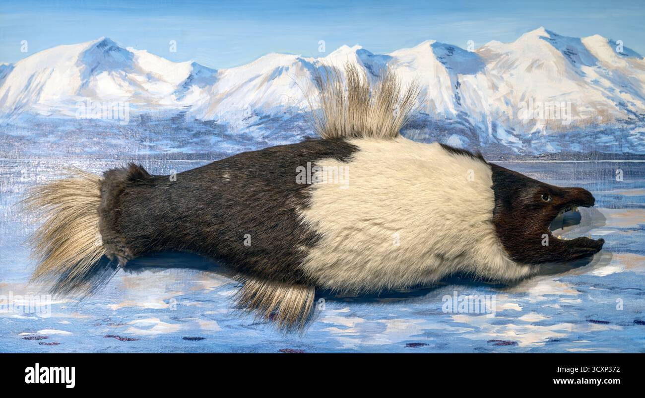The North Pacific Fur Fish, Valdez Museum, Valdez, Alaska, USA. Der Fellfisch war ein langjähriger Mythos in Alaska und den Großen Seen. Es ist nicht vorhanden Stockfoto