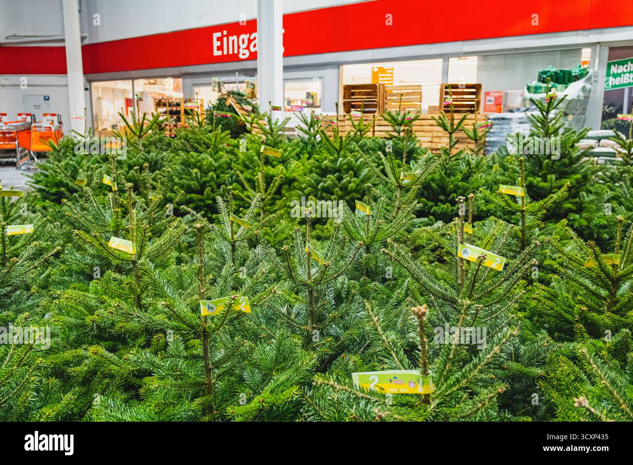 Weihnachtsbäume zum Verkauf in einem Bauhausgeschäft in Düsseldorf während der Weihnachtszeit Stockfoto