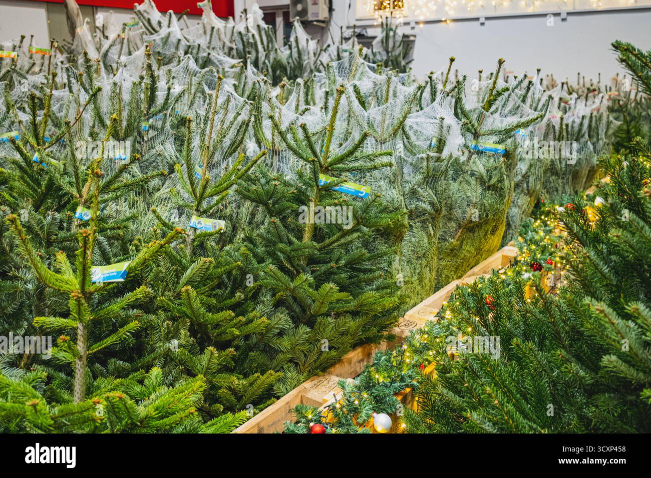 Frisch geschnittene Weihnachtsbäume, in Netze gewickelt und auf einem festlichen Markt verkauft Stockfoto