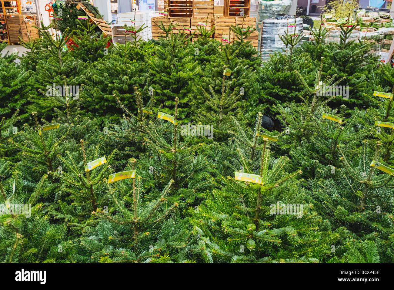 Weihnachtsbäume zum Verkauf in einem Bauhausgeschäft in Düsseldorf während der Weihnachtszeit Stockfoto