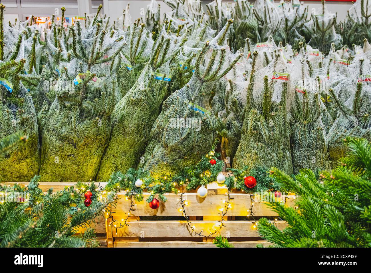 Frisch geschnittene Weihnachtsbäume, in Netze gewickelt und auf einem festlichen Markt verkauft Stockfoto
