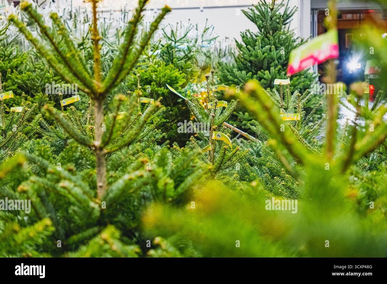 Frisch geschnittene Weihnachtsbäume, in Netze gewickelt und auf einem festlichen Markt verkauft Stockfoto