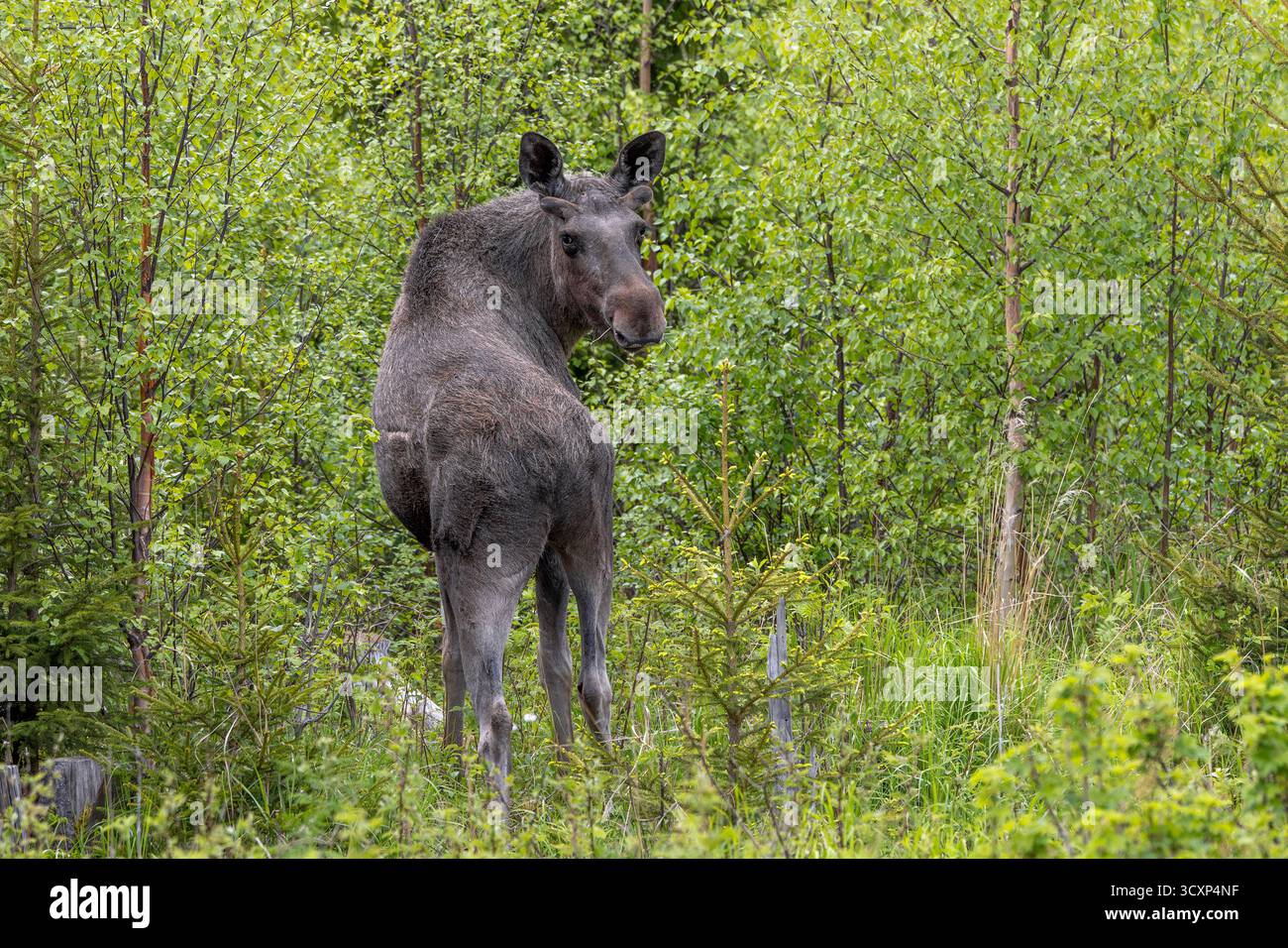 Elche / Elche (Alces alces) ausgewachsener Bulle / männlich mit Geweih bedeckt mit Samtfutter auf der Suche nach Büschen in der Taiga im Frühjahr, Schweden, Skandinavien Stockfoto