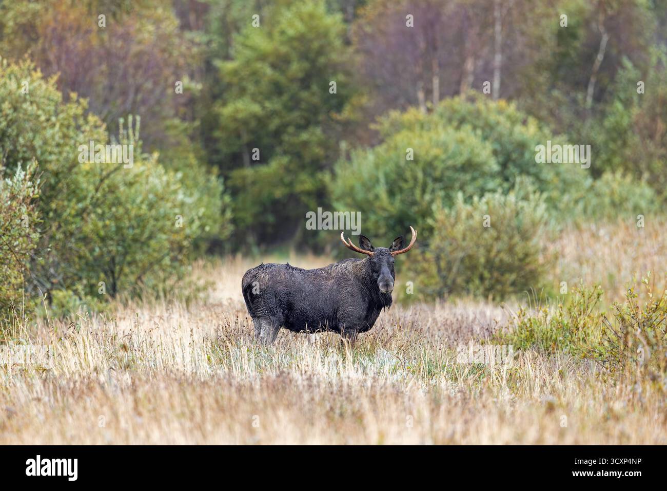 Elche / Elche (Alces alces) Stier / männliche Futtersuche im Grasland am Waldrand im Herbst / Herbst, Schweden, Skandinavien Stockfoto