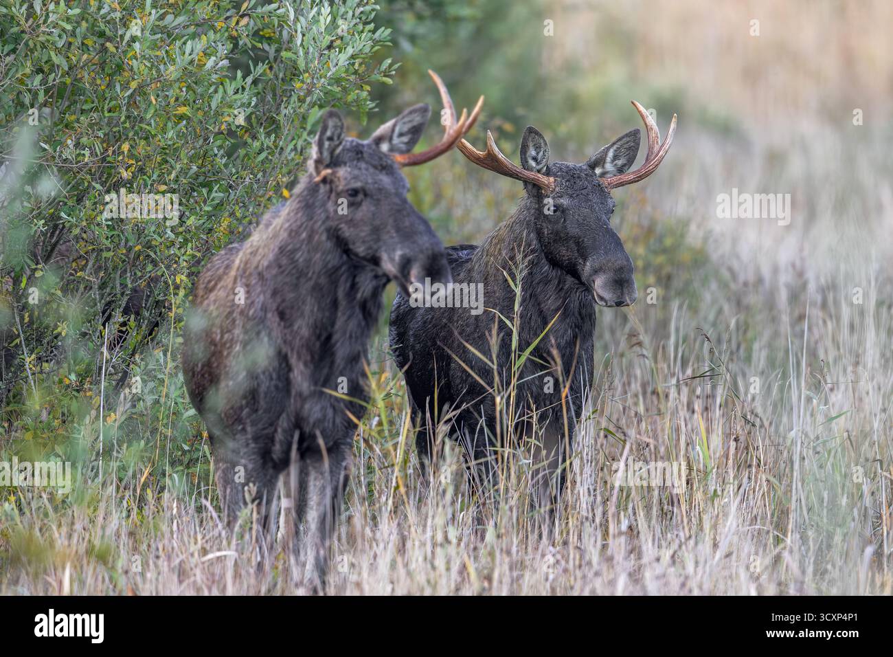 Elch / Elch (Alces alces) zwei junge Bullen / Männchen, einer mit Stallgeweih im Grasland am Waldrand im Herbst/Herbst, Schweden, Skandinavien Stockfoto