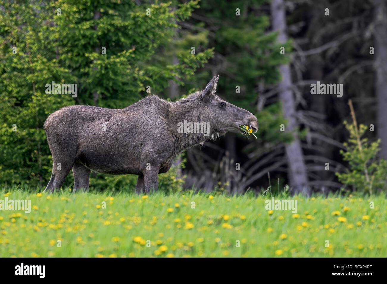 Elche / Elche (Alces alces) Kuh / Weibchen essen Löwenzahn auf Wiese am Rande des Fichtenwaldes im Frühjahr, Schweden, Skandinavien Stockfoto