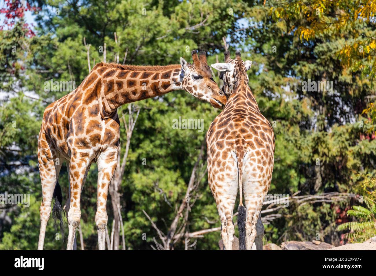 Rothschild Giraffen (Giraffa Plancius Rothschildi) Stockfoto