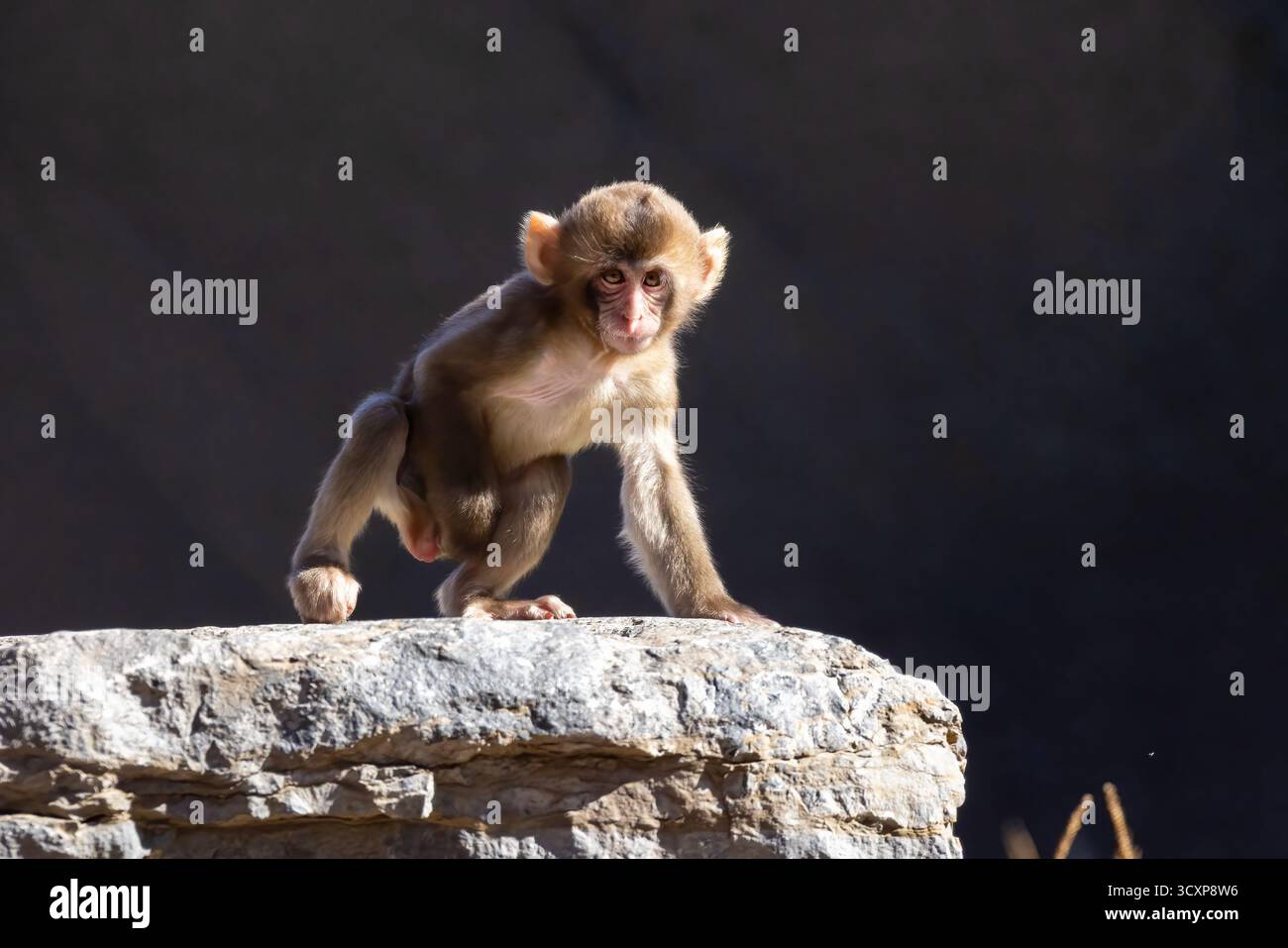 Japanisches Makaken (Macaca fuscata) Baby Stockfoto