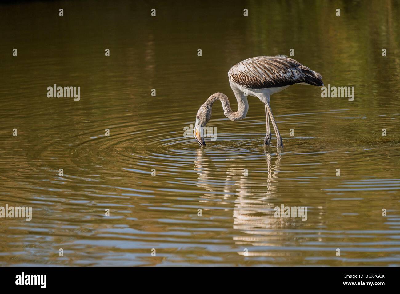 Landschaftsansicht des juvenilen Phoenicopterus roseus, auch bekannt als großer Flamingo, der im Brackwasser mit Reflexion vor Sonnenuntergang weht Stockfoto