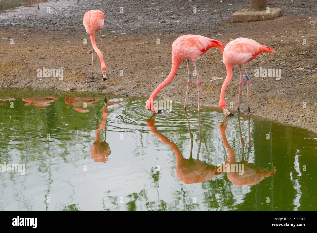 Rosa Flamingos an einem Wasserloch Stockfoto