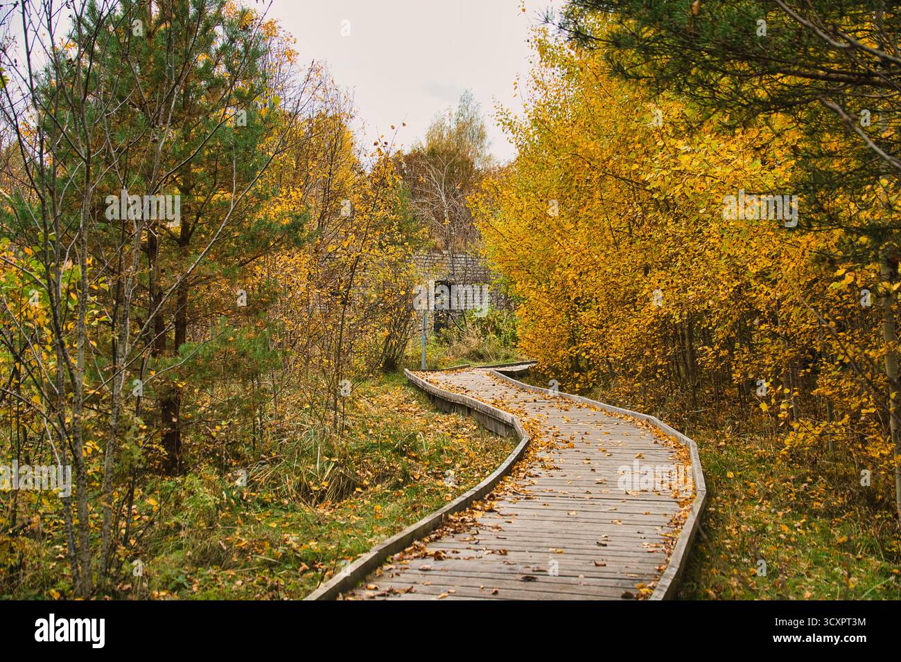 Verwinkelter Holzsteg durch einen Wald mit goldenem Herbstlaub Stockfoto