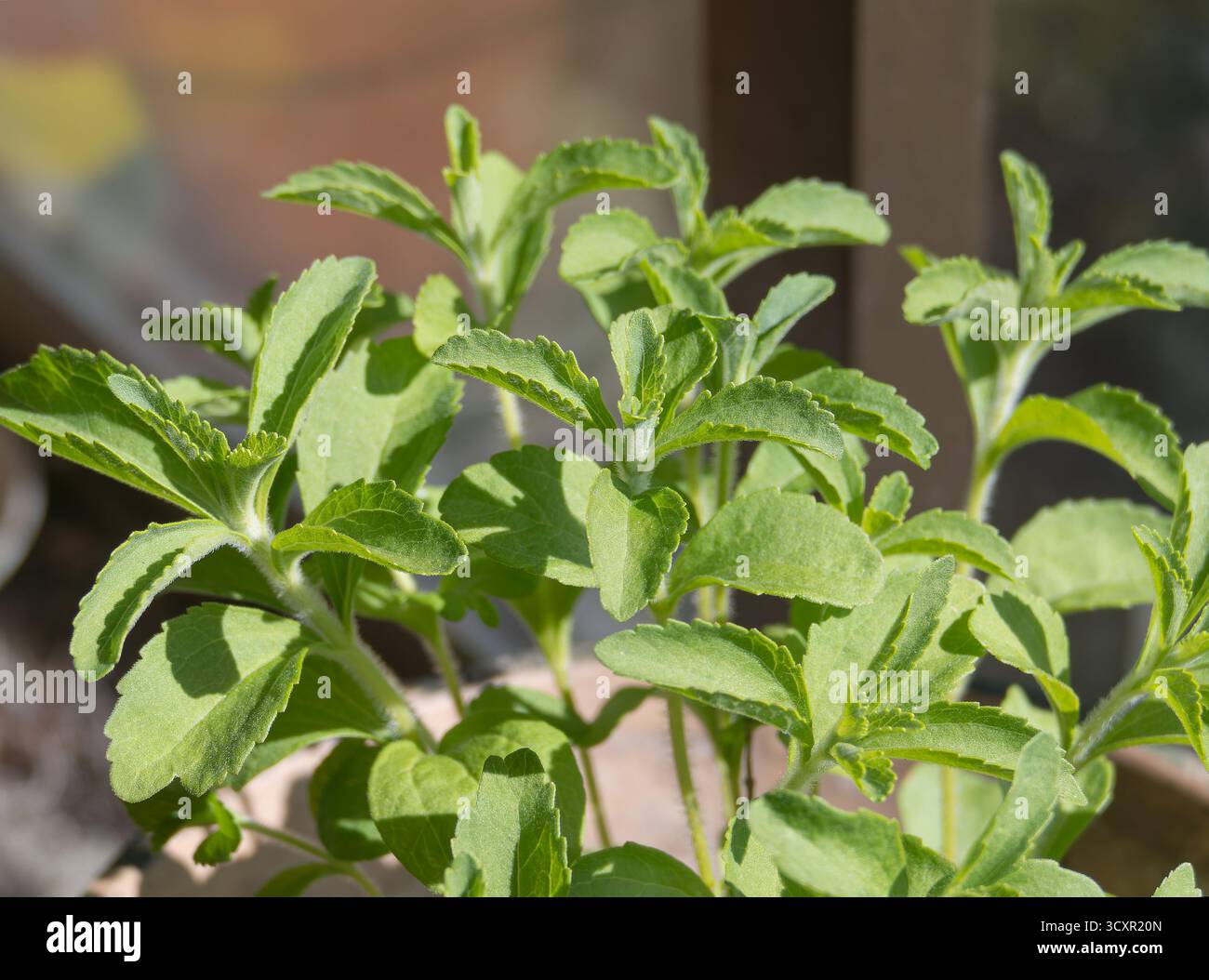 Steviapflanze gedeiht drinnen an einem Fenster mit leuchtend grünen Blättern und natürlichem Licht aus nächster Nähe Stockfoto
