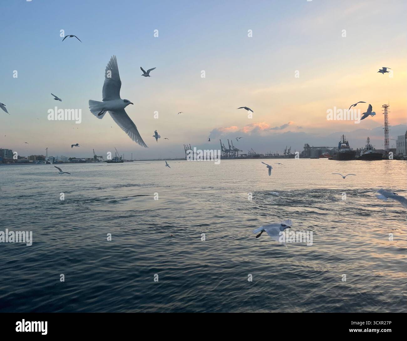 Möwen fliegen bei Sonnenuntergang über dem Meer mit goldenem Licht, das auf dem Wasser reflektiert. - Smartphone-aufgenommenes Stockfoto