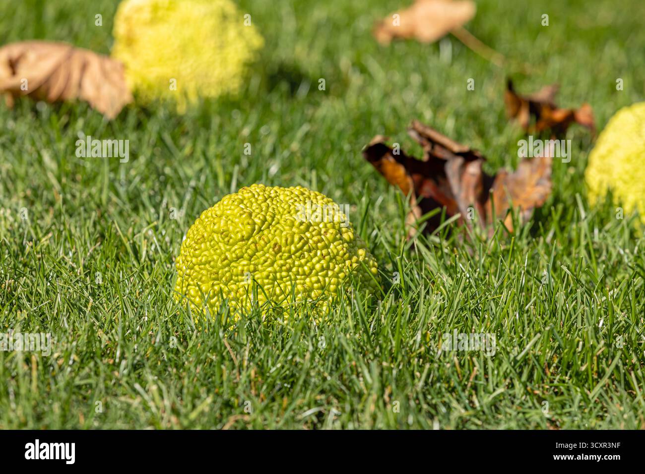 Hecke Äpfel vom Osage Orangenbaum fallen in den Hof. Konzept für Rasenpflege, lästige Bäume und Pflanzen Stockfoto