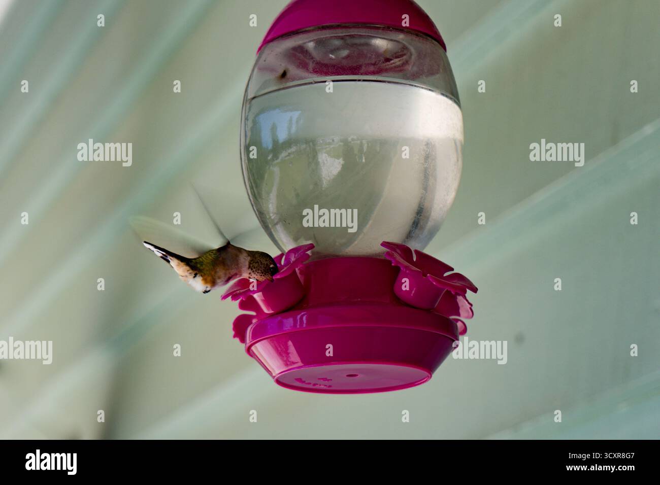 Kolibri trinkt aus einem rosafarbenen Futterhäuschen, Flügel verschwimmen während des Fluges. Mt. Robson Provincial Park Stockfoto