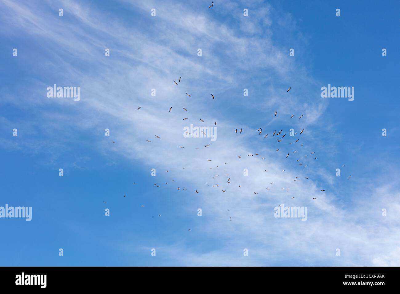 Donana Nationalpark, Andalusien, Spanien. August 2025. Große Vogelherde, die am klaren Sommerhimmel ziehen. Stockfoto