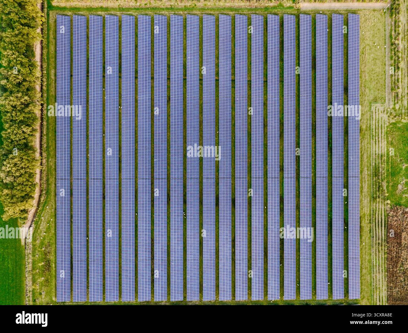 Gitter von Solarpaneelen im Muster aus der Himmelsgeneration nachhaltige grüne Energie quadratische Form, oben nach unten aus der Luft Stockfoto