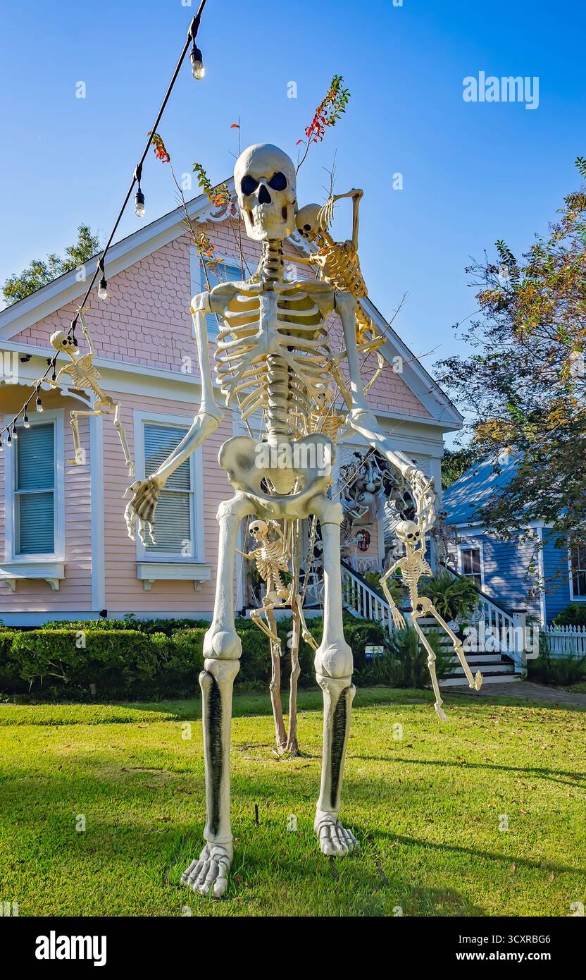 Mobile, Alabama, USA - 25. Oktober 2024: Ein riesiges Skelett ist das Herzstück einer Familie von Skeletten, die den Rasen eines Hauses in Mobile, Alabama, schmücken. Stockfoto