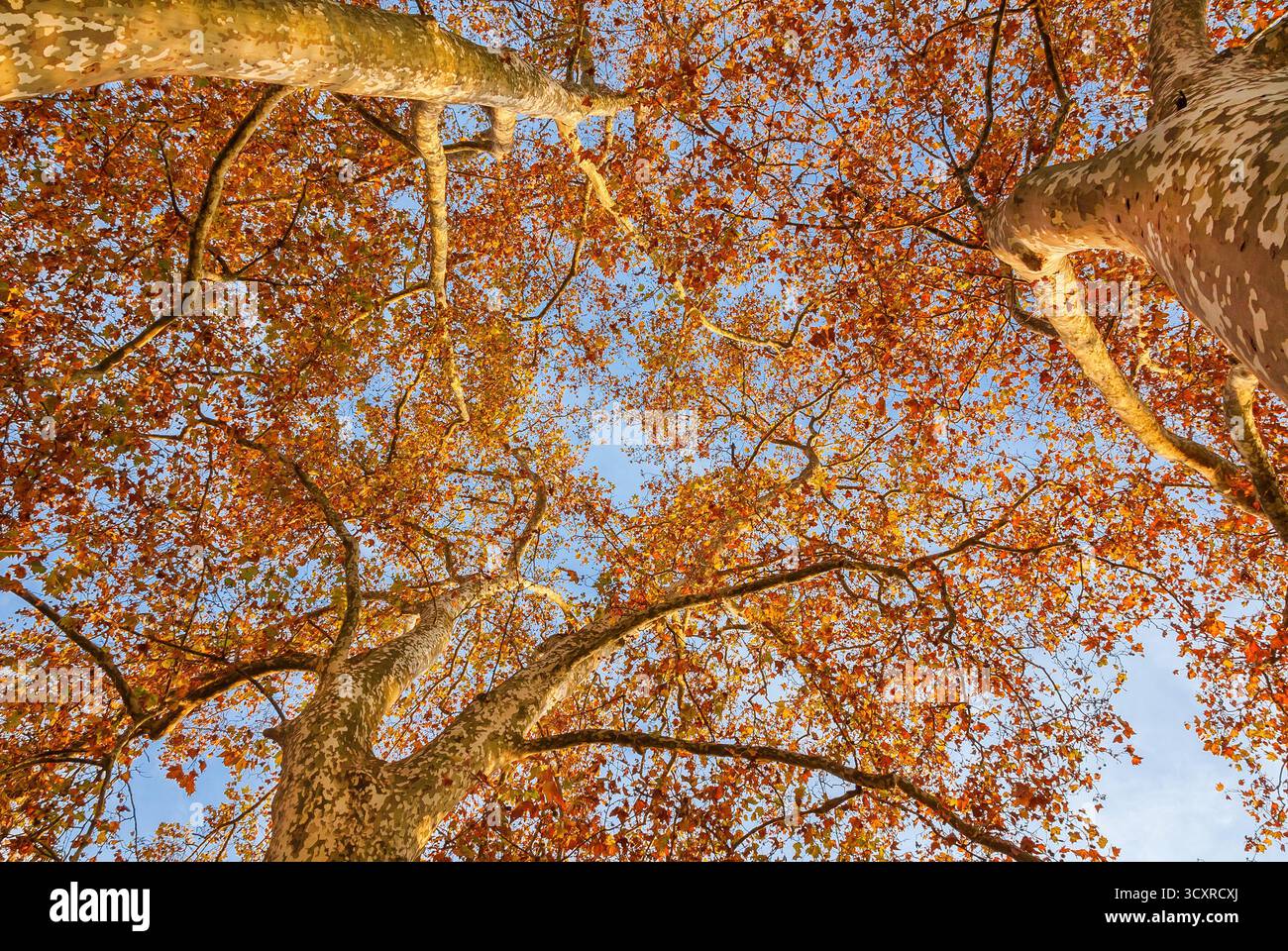 Sycamore verlässt herbstlich den Hintergrund Stockfoto Sycamore verlässt herbstlich den Hintergrund Stockfoto