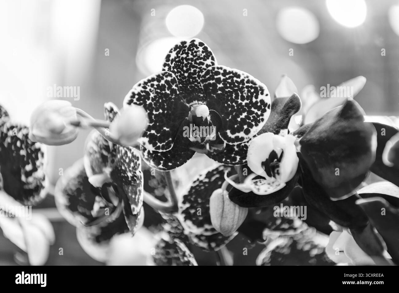 Makrofotografie mit Blumenmuster. Flora und Natur Nahaufnahme. Rosafarbene Orchideenblume. Florale Natur. Orchideenblume in leuchtender Farbe. Blühende Natur. Orchideenblume Stockfoto