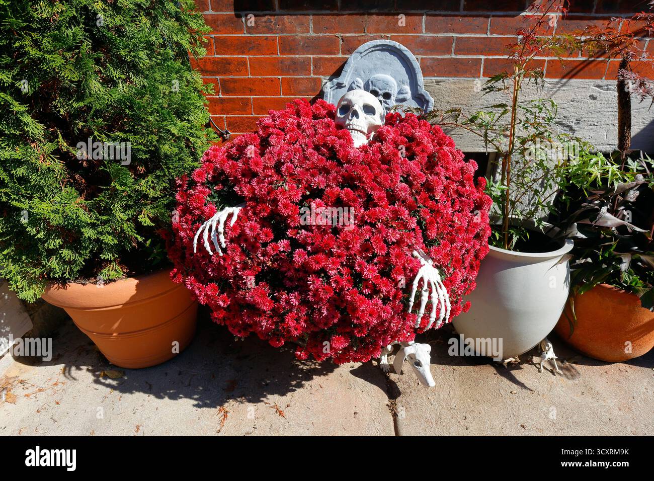 Ein dekoratives Skelett, das in einer Blüte dunkelroter Chandramallika Chrysanthemum-Gartenmütter begraben wurde Stockfoto
