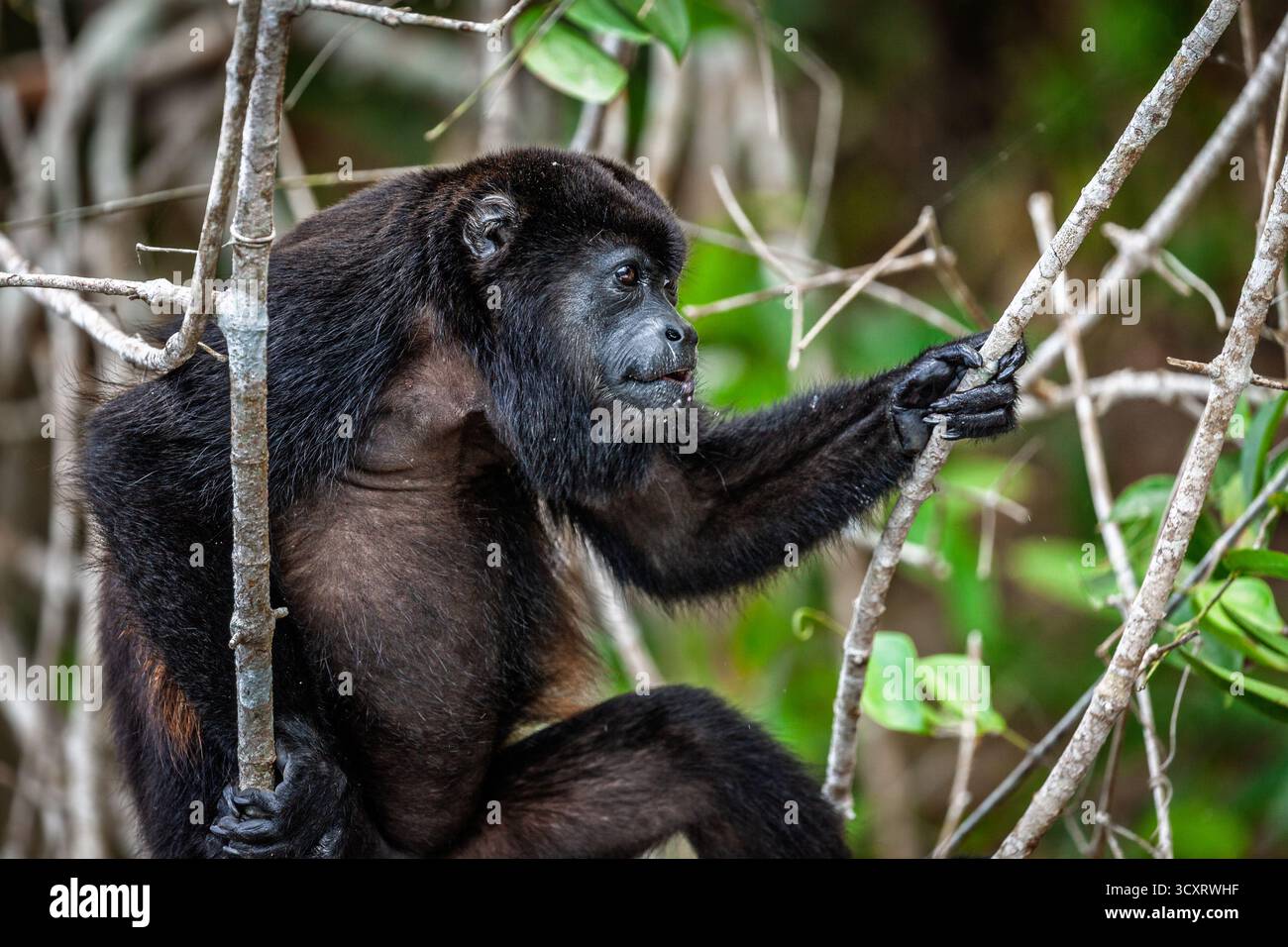 Mantelbrüllaffen im Regenwald Zentralpanamas Stockfoto