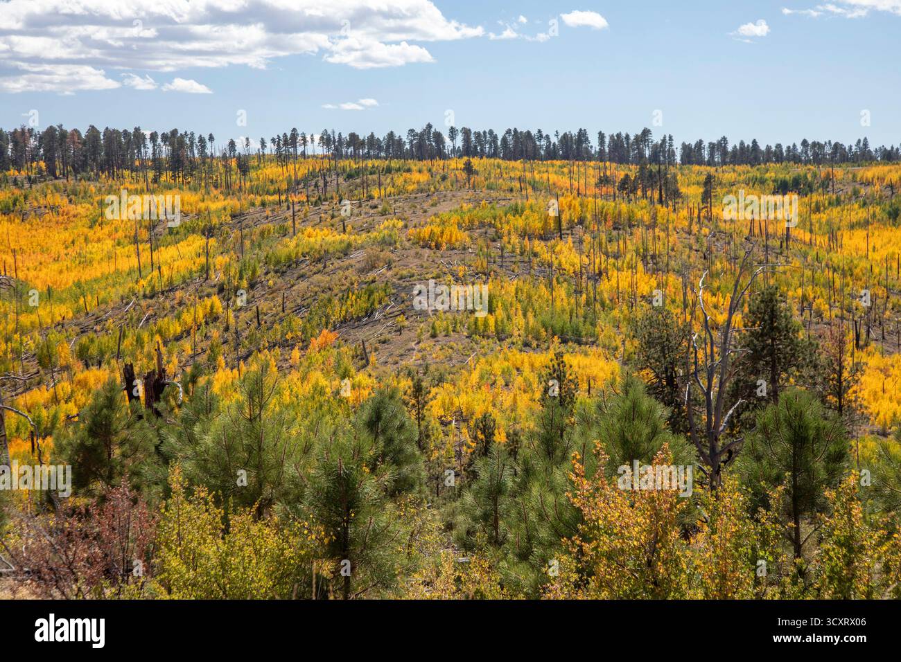 Jacob Lake, Arizona – Aspens zeigen ihre leuchtenden Herbstfarben, als sie das Gebiet wiederbesiedeln, das 2006 vom warmen Feuer verbrannt wurde. Das Lauffeuer brannte 60.000 Stockfoto