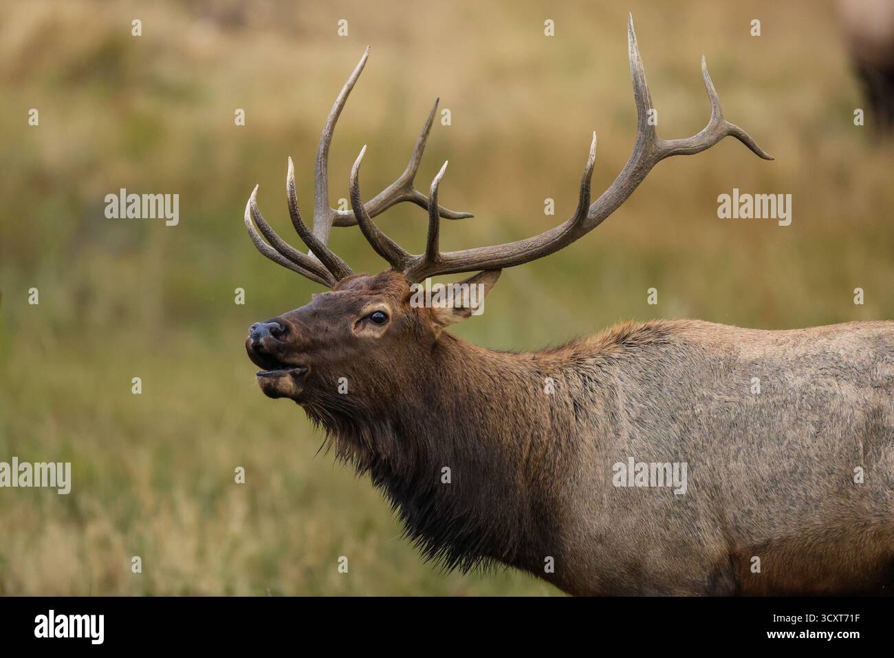 Porträt von Bullen-Elchen mit großen Geweihen während der Herbstrute im Rocky Mountain National Park, Colorado Stockfoto
