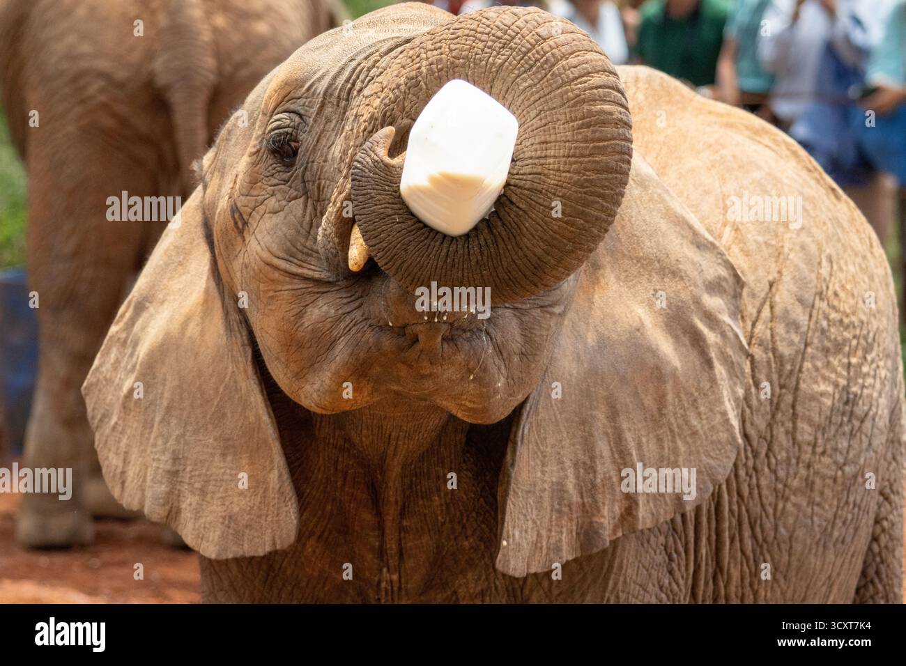 Ein junges afrikanisches Buschelefantenkalb (Loxodonta africana) trinkt Milch aus einer Flasche beim Sheldrick Wildlife Trust in Kenia Stockfoto