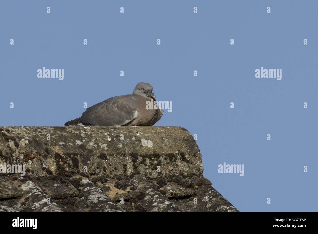 Holztaube (Columba palumbus) Jungvogel, der auf einem Dach eines Stadthauses ruht, England, Vereinigtes Königreich Stockfoto