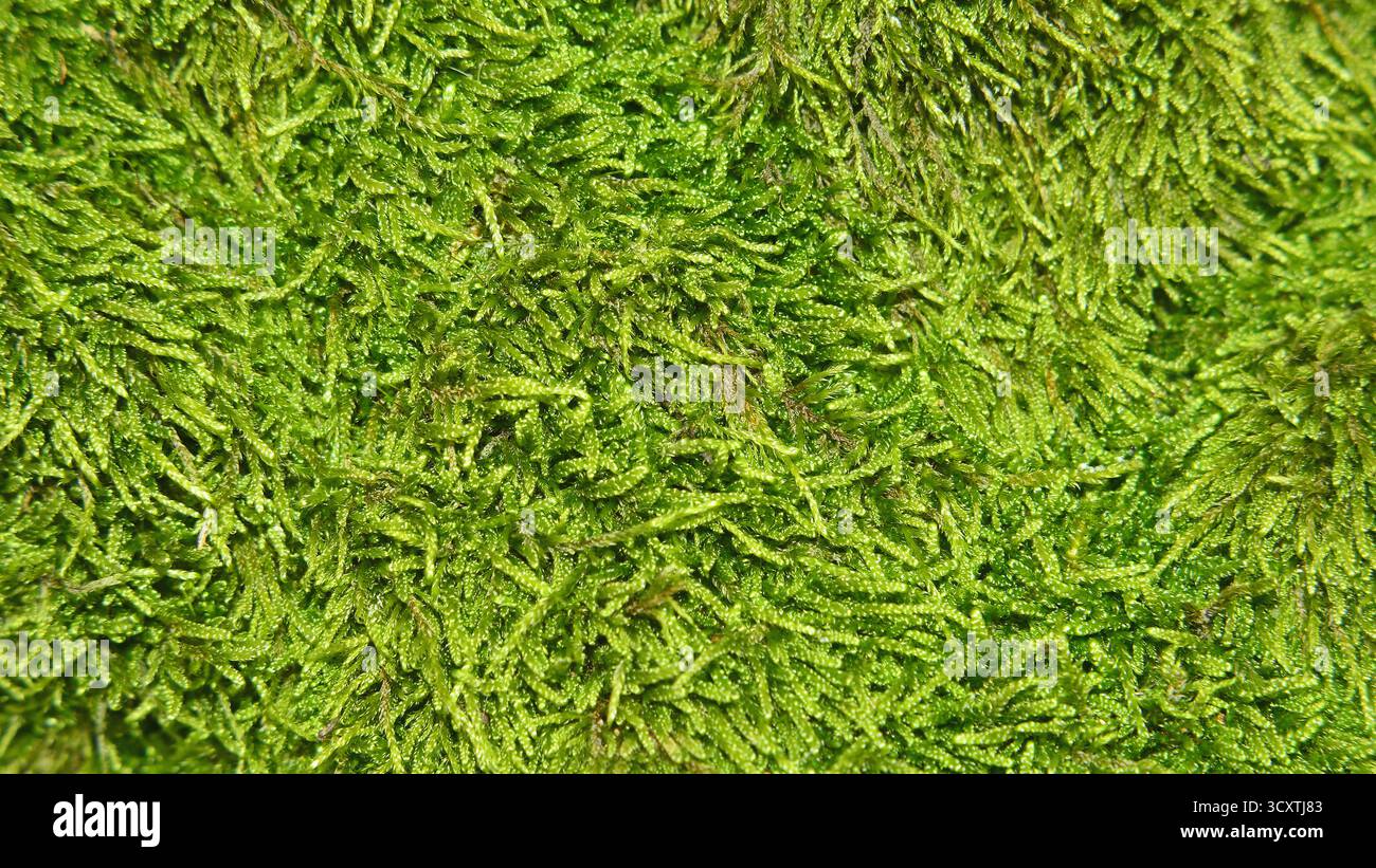 Grüner Moosteppich der Bryophyta-Art. Natürlicher Hintergrund. Tapeten oder Dekorationen. Die Textur wirkt weich, die Moosfäden sind dicht. Stockfoto