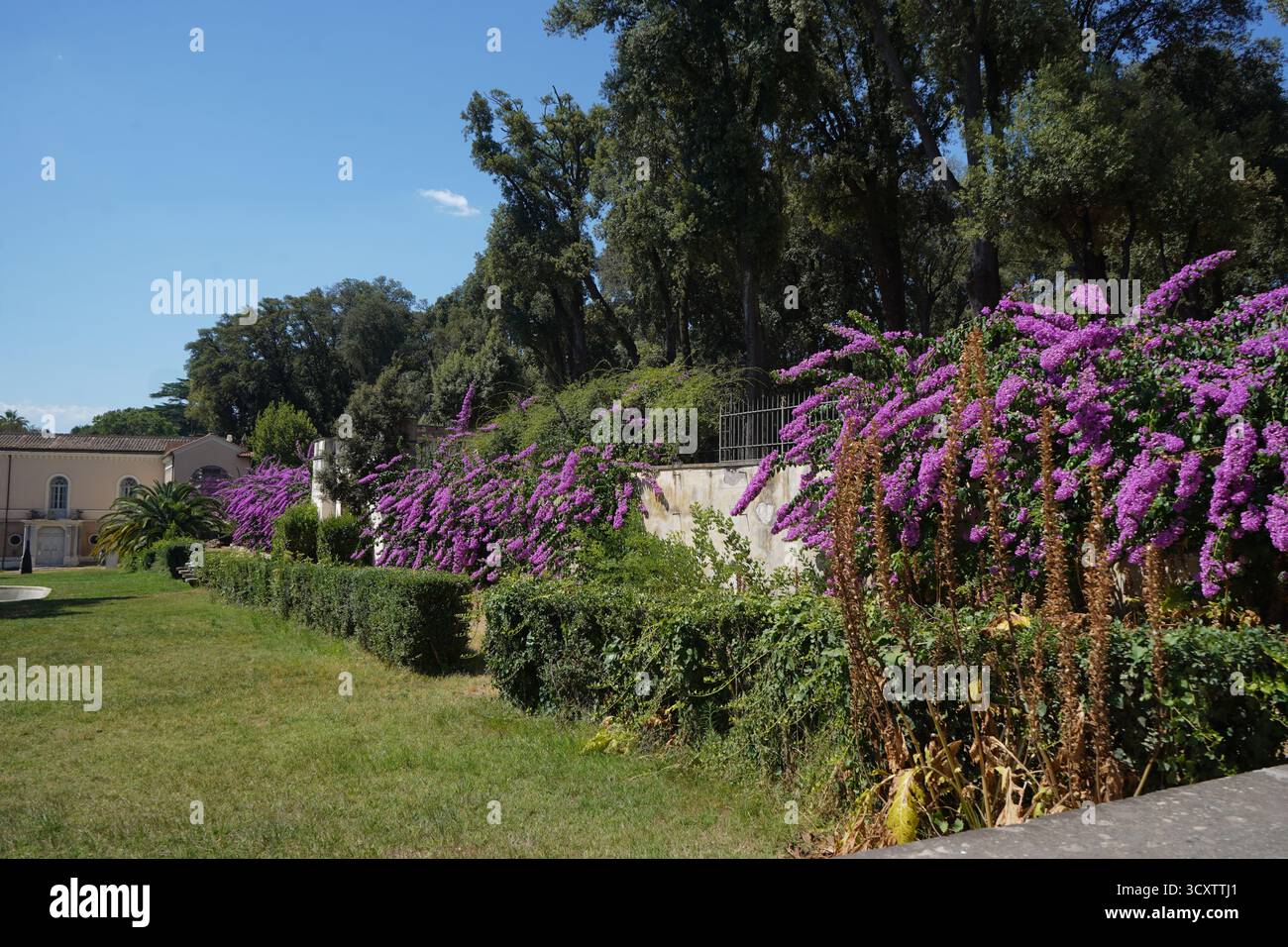 Eine malerische Ecke eines römischen Gartens in der Nähe der Villa Borghese, mit hellgrünem Gras, dichten Bäumen und einem langen Streifen von leuchtend violetten Bougainvillea-Blüten. Stockfoto