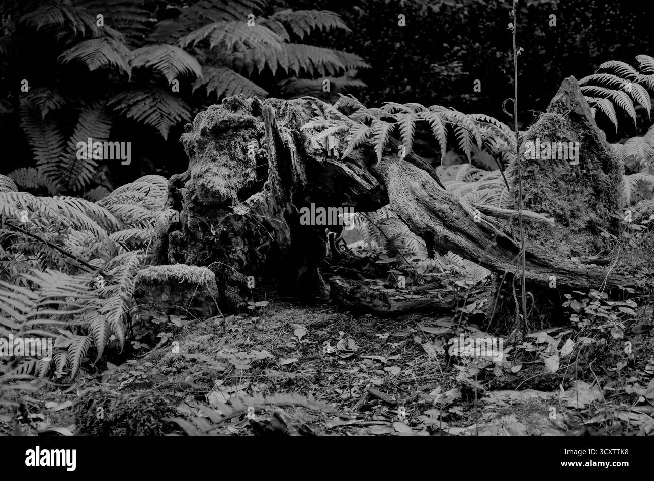 Farnpflanzen in einer Farnanlage Stockfoto