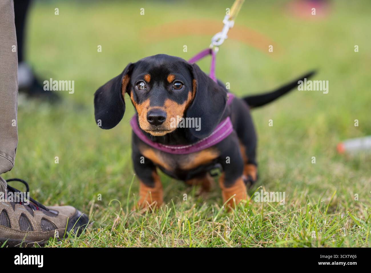 Schwarz-brauner Dachshund Hündchen an der Leine draußen. Niedlicher, glatthaariger Dachshund-Welpe mit rosa Gurtzeug, der wachsam auf grünem Gras sitzt. Stockfoto