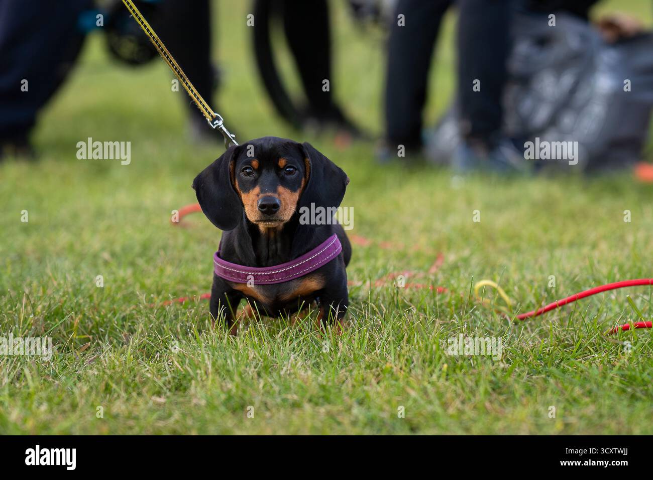Schwarz-brauner Dachshund Hündchen an der Leine draußen. Niedlicher, glatthaariger Dachshund-Welpe mit rosa Gurtzeug, der wachsam auf grünem Gras sitzt. Stockfoto