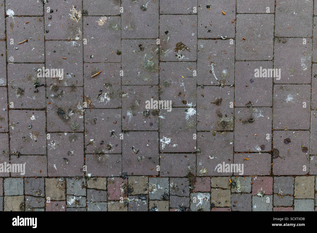 Bird droppings -Fotos und -Bildmaterial in hoher Auflsung - Seite 3 - Alamy