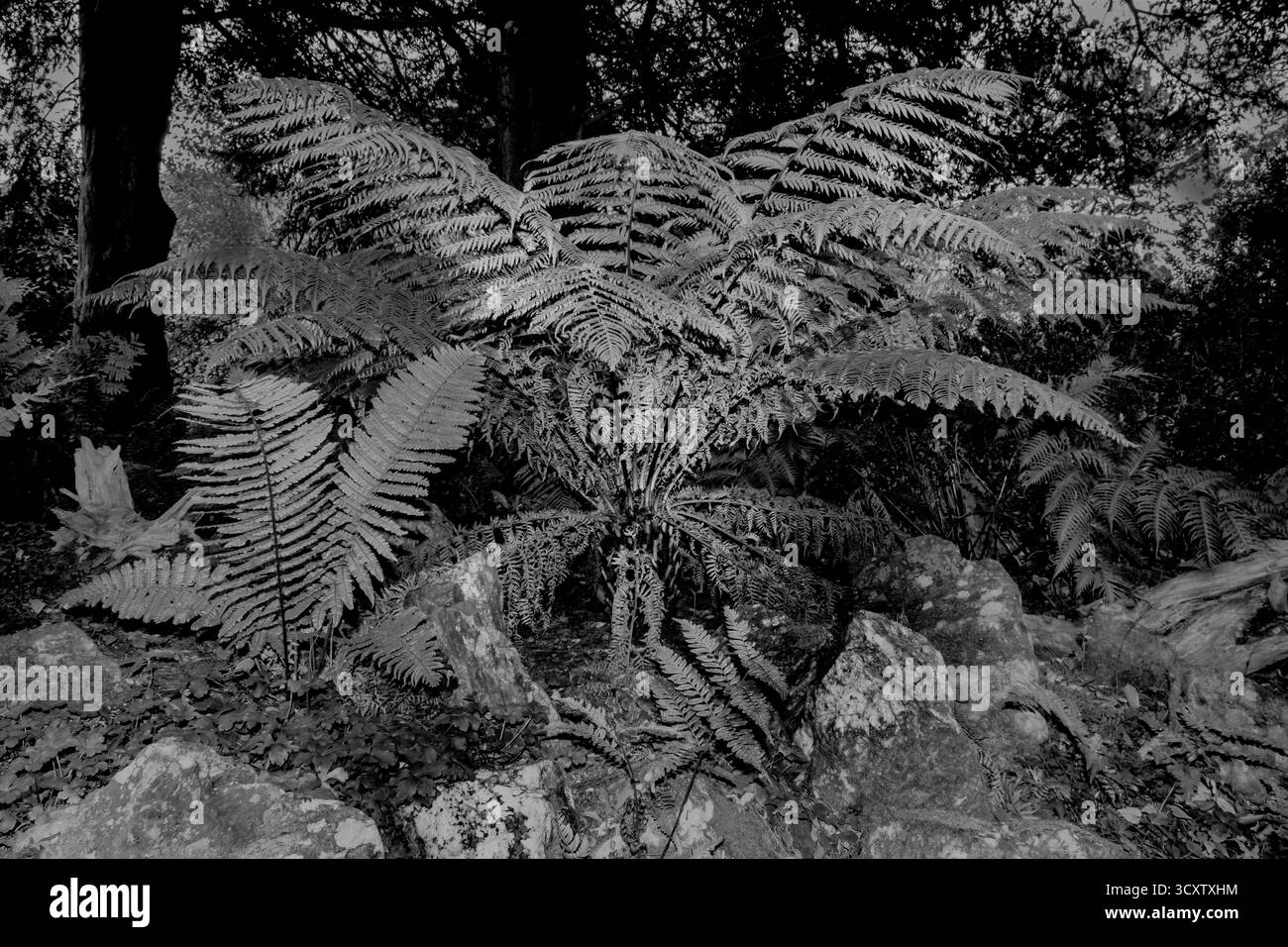 Farnpflanzen in einer Farnanlage Stockfoto