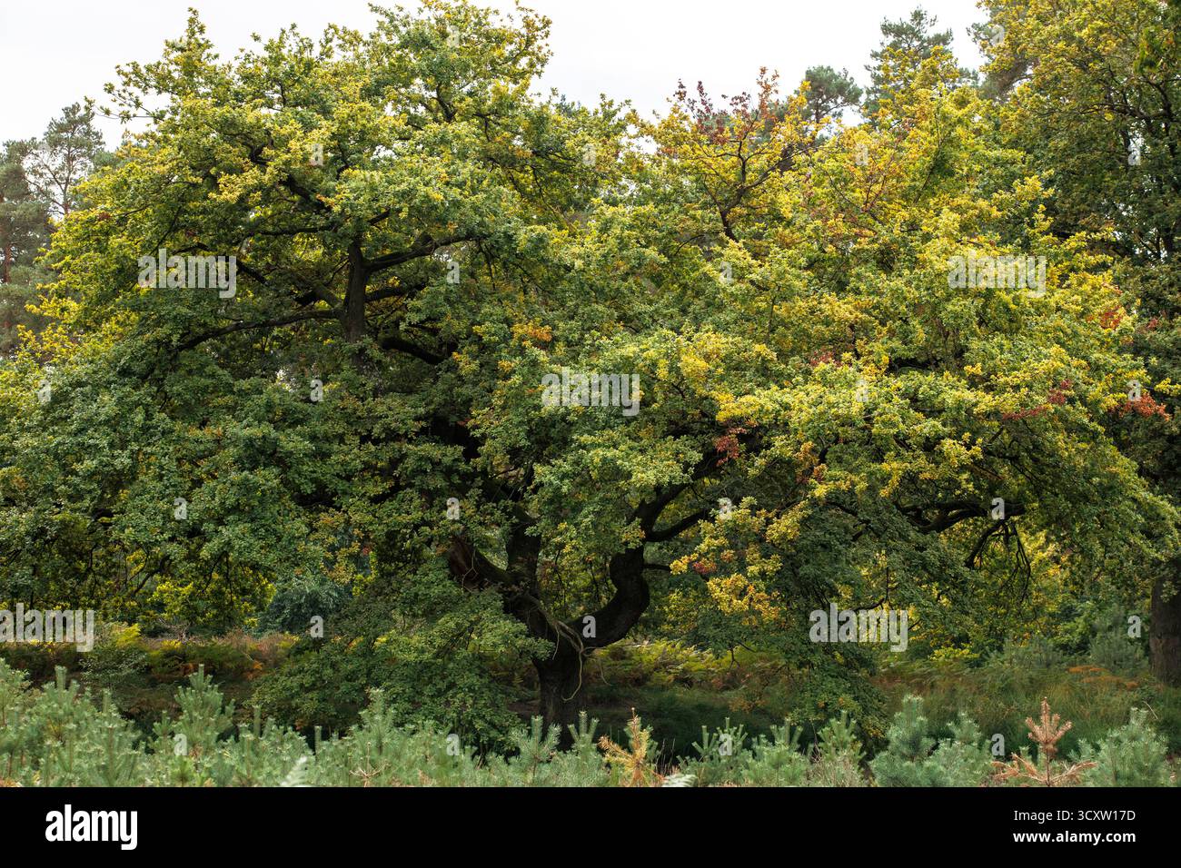 Eiche auf dem Fliegenberg in der Wahner Heide, Troisdorf, Nordrhein-Westfalen. Eiche am Fliegenberg in der Wahner Heide, Troisdorf, NOR Stockfoto