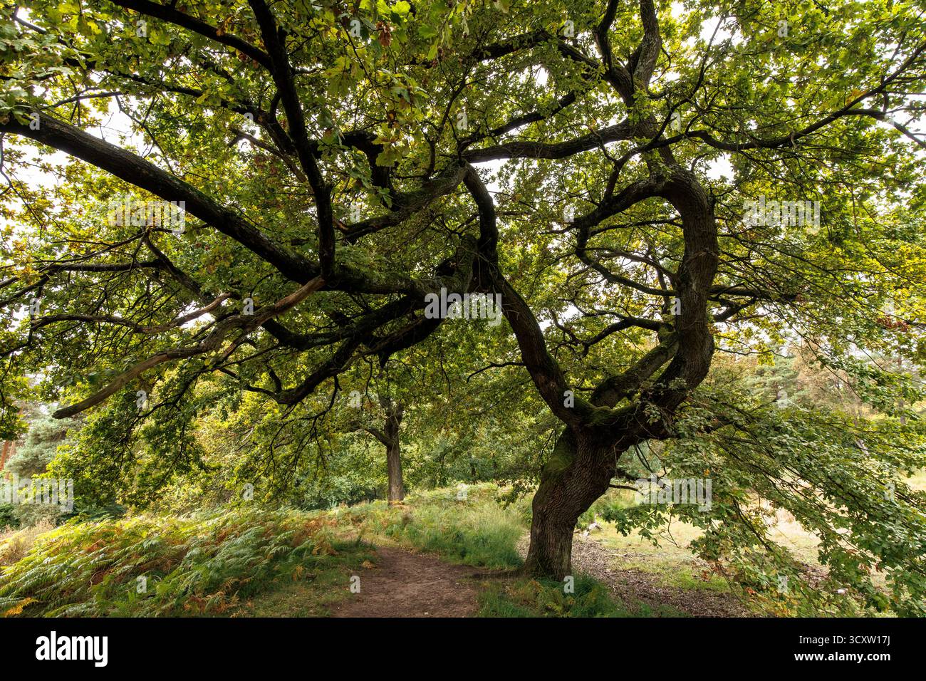 Eiche auf dem Fliegenberg in der Wahner Heide, Troisdorf, Nordrhein-Westfalen. Eiche am Fliegenberg in der Wahner Heide, Troisdorf, NOR Stockfoto