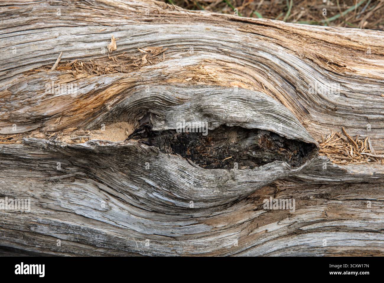 Astauge eines gefallenen, toten Baumes in der Wahner Heide, Köln, Nordrhein-Westfalen, Deutschland. Astauge eines gefallenen, abgestorbenen Baumes in DE Stockfoto