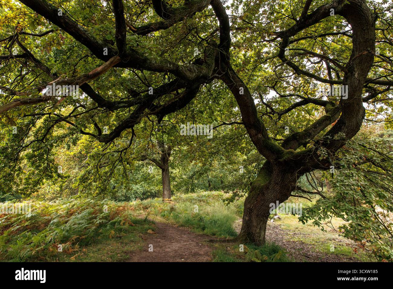 Eiche auf dem Fliegenberg in der Wahner Heide, Troisdorf, Nordrhein-Westfalen. Eiche am Fliegenberg in der Wahner Heide, Troisdorf, NOR Stockfoto