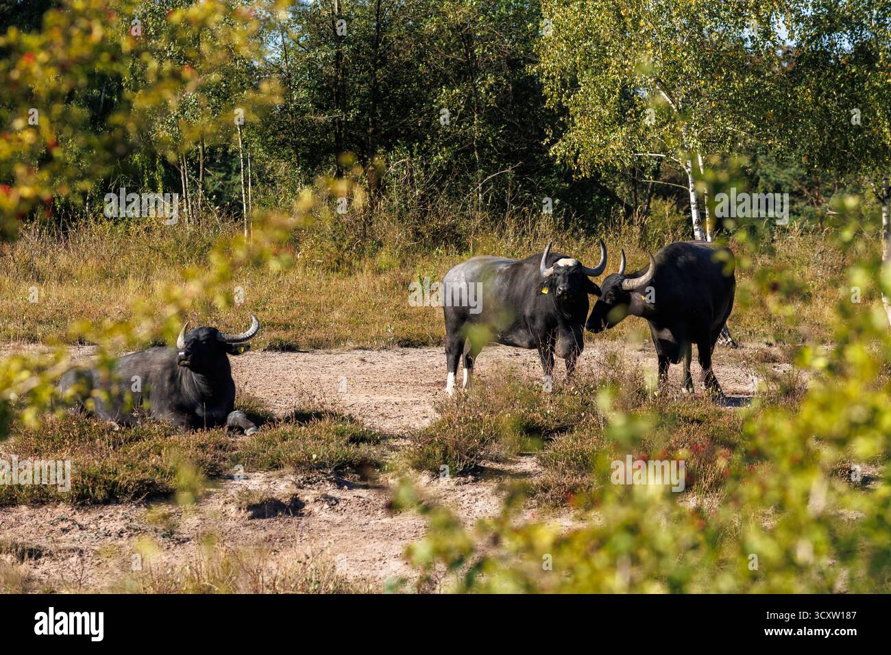 Wasserbüffel im südlichen Teil der Wahner Heide, Troisdorf, Nordrhein-Westfalen. Wasserbühel im suedlichen Teil der Wahner Heide Stockfoto